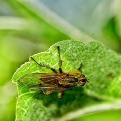 Close-up of insect on plant
