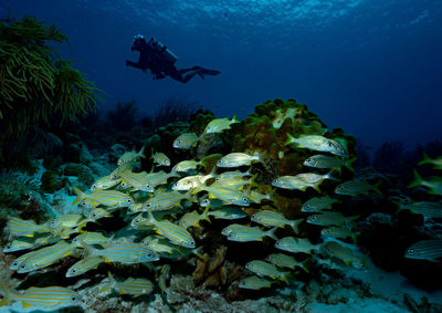 View of coral swimming in sea