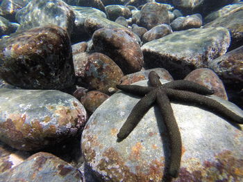 High angle view of starfish on rock undersea