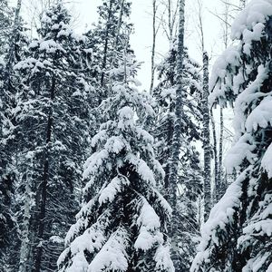 Low angle view of snow covered tree