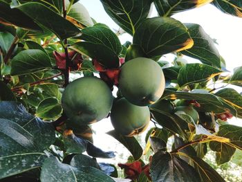 Close-up of fruits on tree