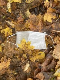 High angle view of dry leaves hanging on rock