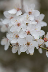 Close-up of white cherry blossoms