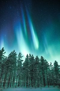 Low angle view of trees in forest against sky at night