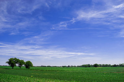 Scenic view of field against blue sky