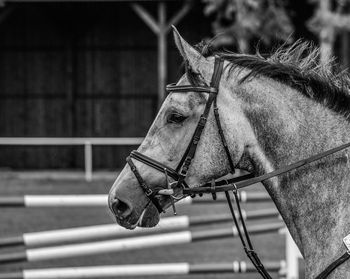 Close-up of horse