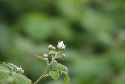 Close-up of flower buds growing outdoors