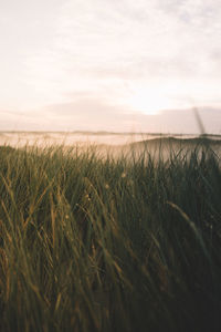 Close-up of wheat field against sky