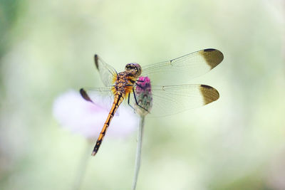 Close-up of dragonfly on plant