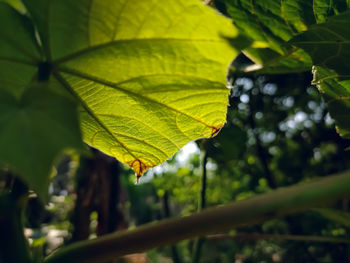 Close-up of fresh green leaves