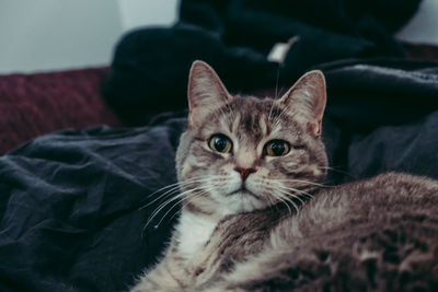 Close-up portrait of a cat