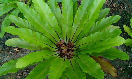 High angle view of caterpillar on plant