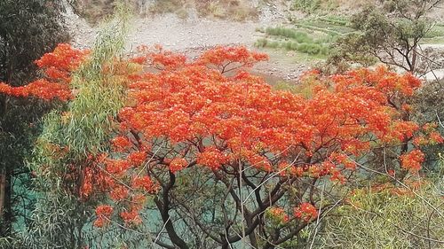 Red flowering plants by trees during autumn