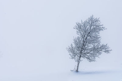 Bare tree against clear sky during winter