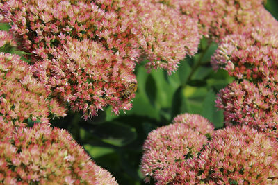 Close-up of pink flowering plants