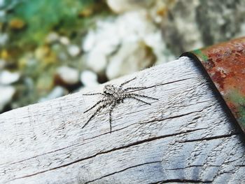 Close-up of insect