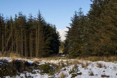 Trees in forest during winter