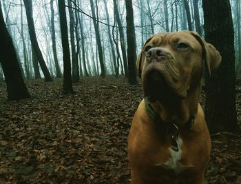 Chocolate labrador against trees in forest