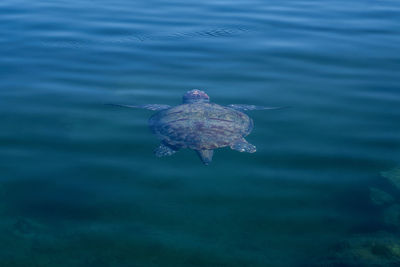 High angle view of jellyfish swimming in sea