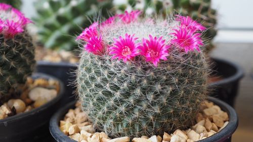 High angle view of cactus flower