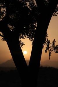 Close-up of silhouette tree against sunset sky