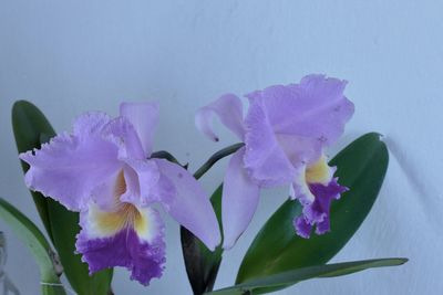 Close-up of flowers blooming outdoors