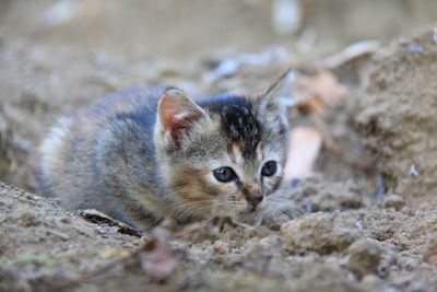 Portrait of cat