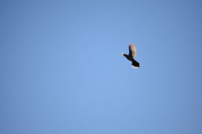 Low angle view of eagle flying against clear blue sky