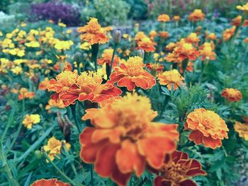 Close-up of yellow flowers blooming in field