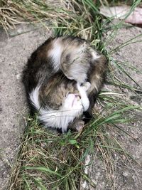 High angle view of cat on field