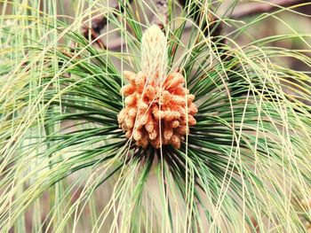 Close-up of pine cone on tree