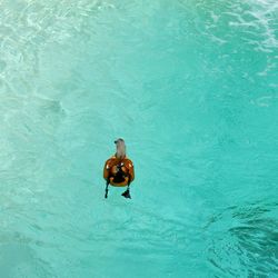 Man swimming in pool