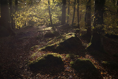 View of trees in forest