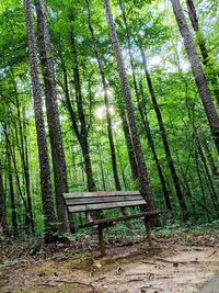 Empty bench in forest