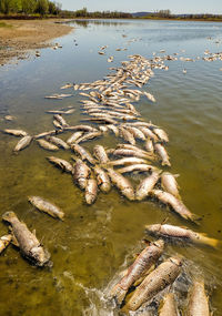 Dead fish washing up on lakeshore