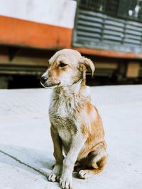 Dog standing in street