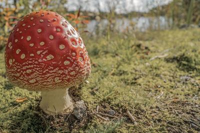Close-up of fly agaric mushroom on field