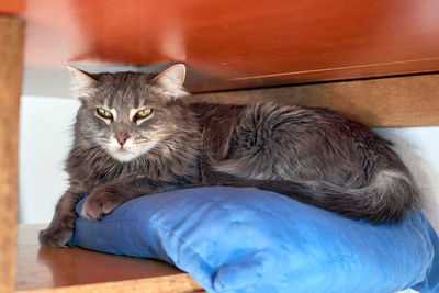 Close-up of a cat sleeping