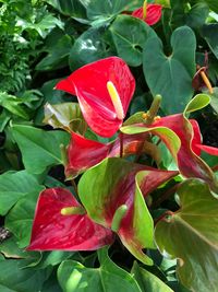 Close-up of red flowers blooming outdoors