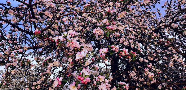 Low angle view of pink flowering tree