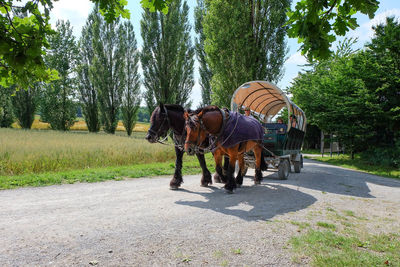 Horse cart on pathway by field