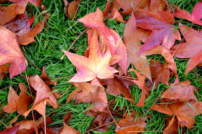 Autumn leaves on field