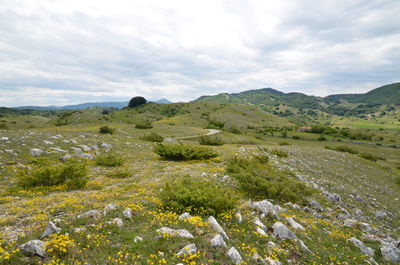 Scenic view of landscape against sky