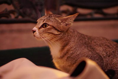 Close-up of cat sitting outdoors