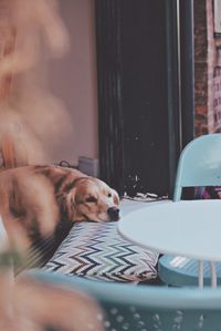 Dog relaxing on bed at home