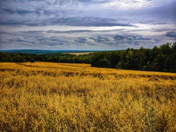 Scenic view of field against sky