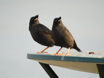 Low angle view of birds perching on railing against clear sky