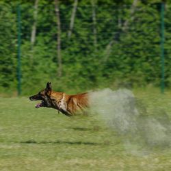 Horse in water