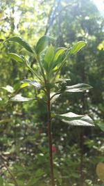 Close-up of plant