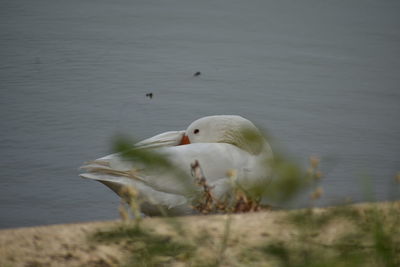 Close-up of seagull on water